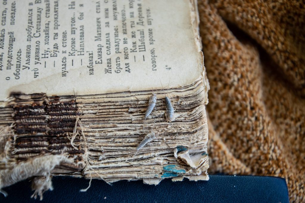 Silverfish eating a book