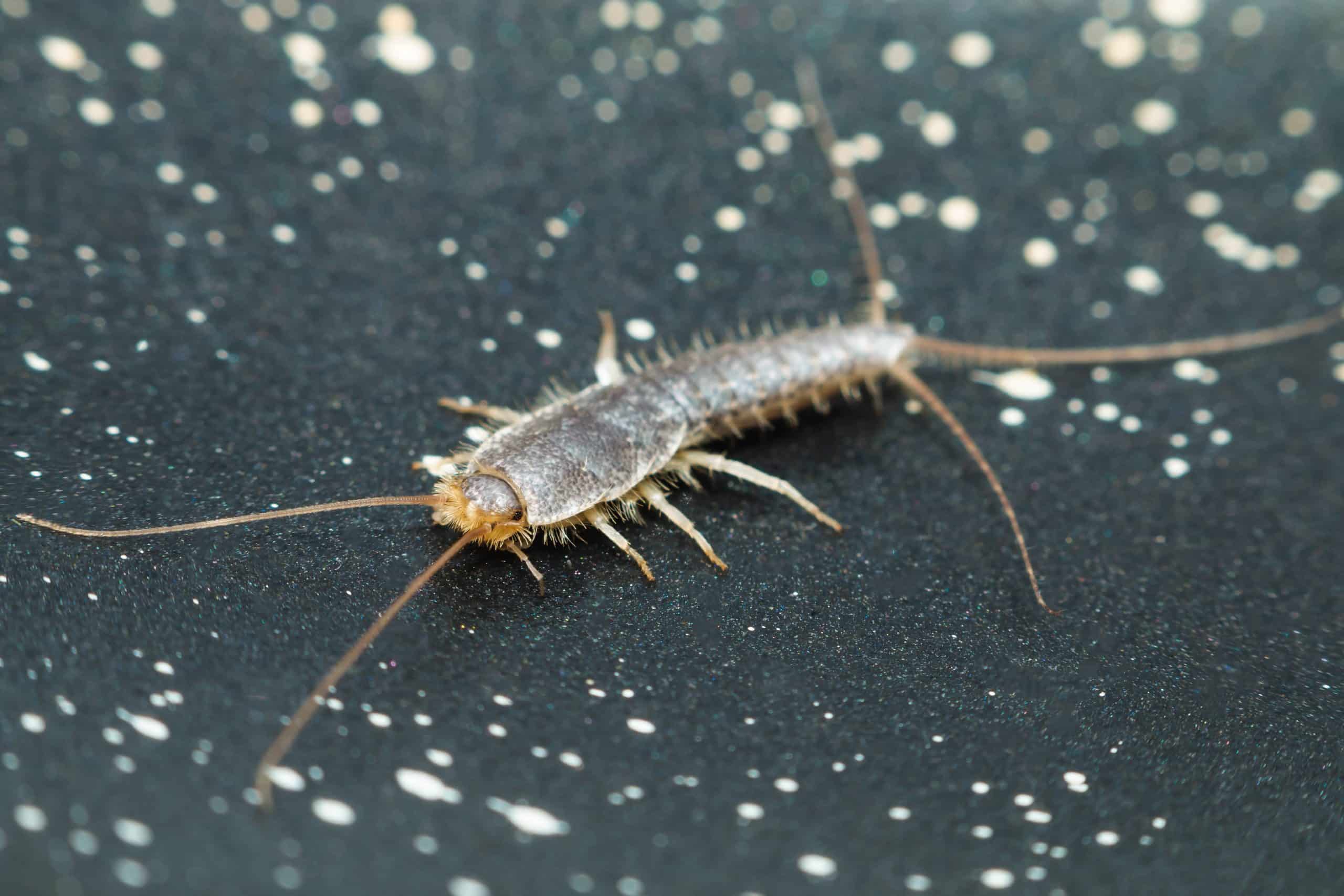 Silverfish sample