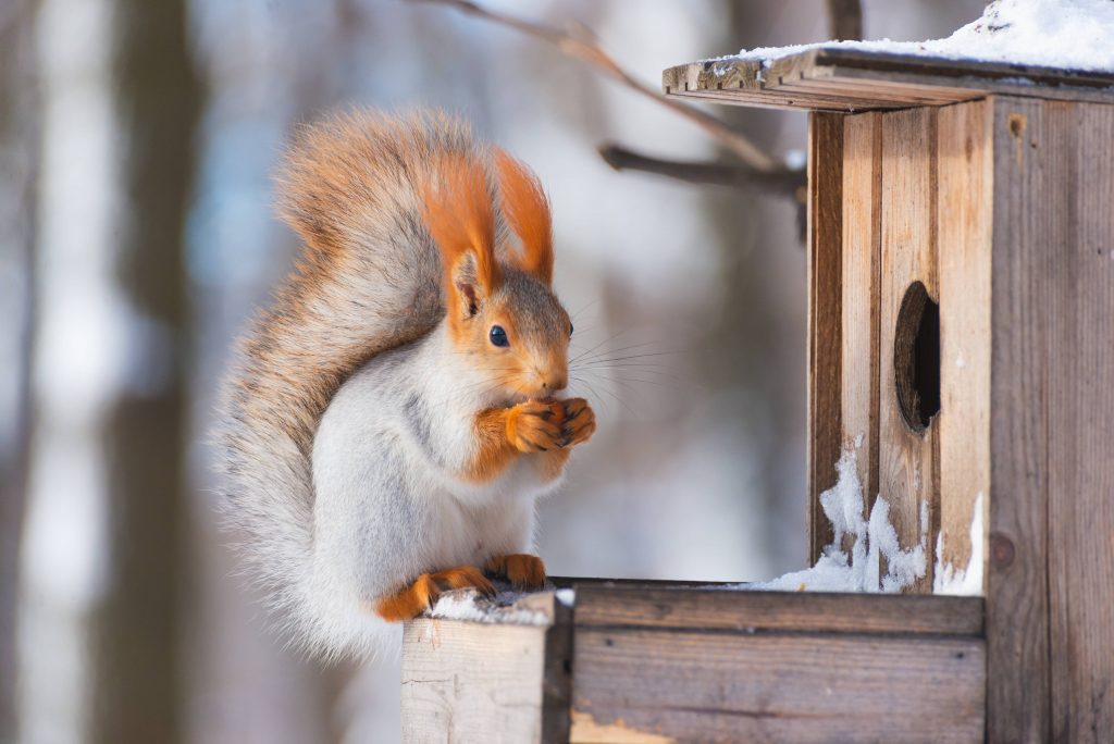 Squirrels are attracted to a treehouse made just for them.