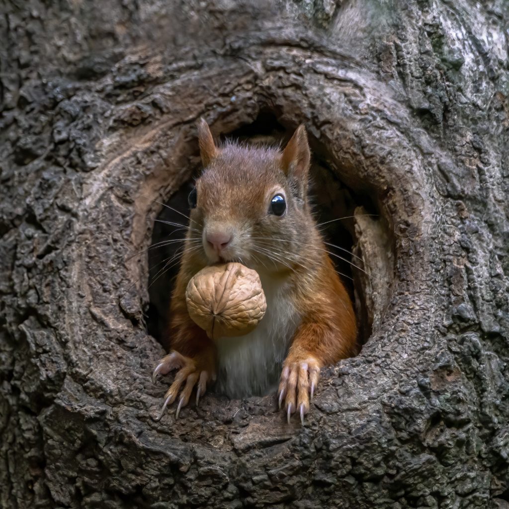 Food attracts squirrels to your yard.