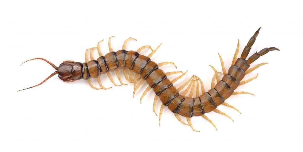 Centipedes are different than millipedes.