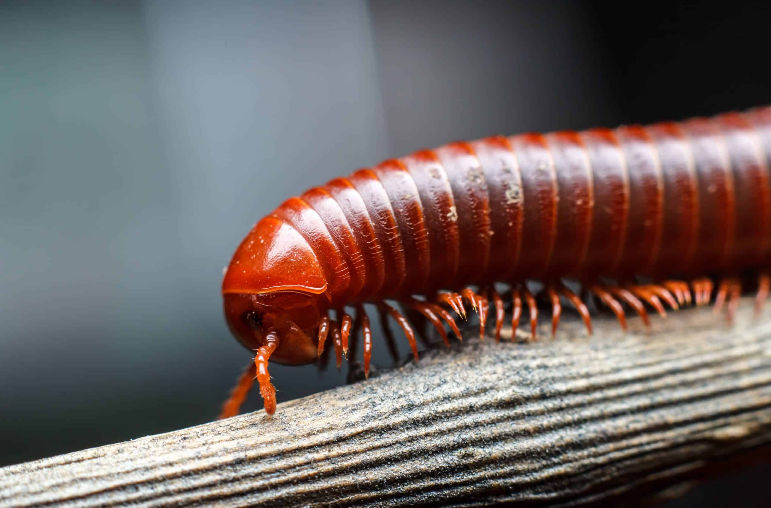 water bug with million legs