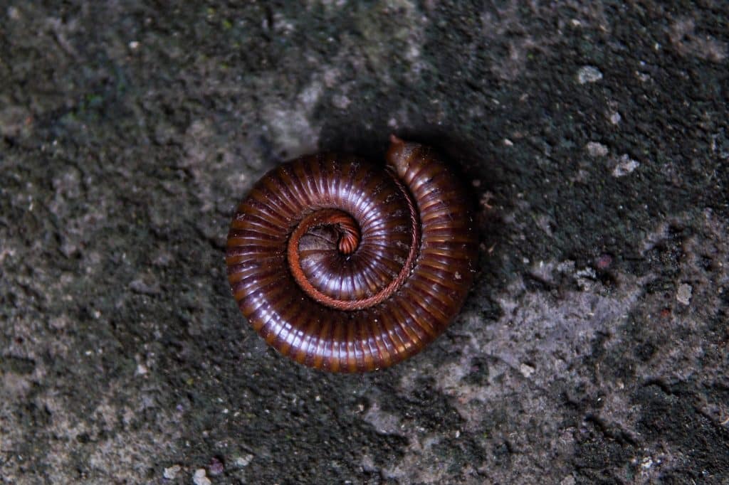 Millipedes curl up when disturbed or dead