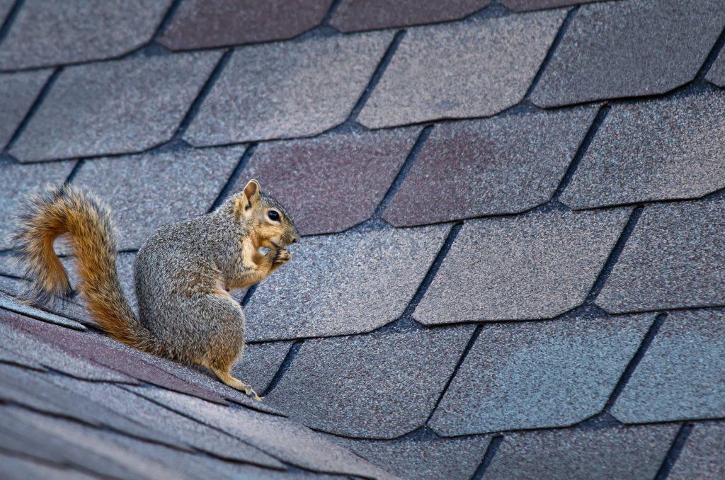 A squirrel on my roof