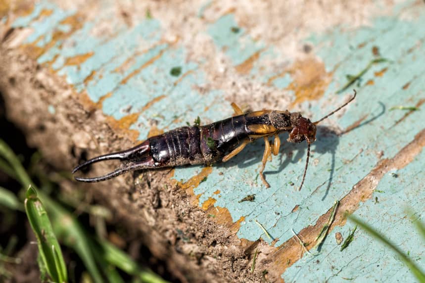 Earwigs like wood and moisture.