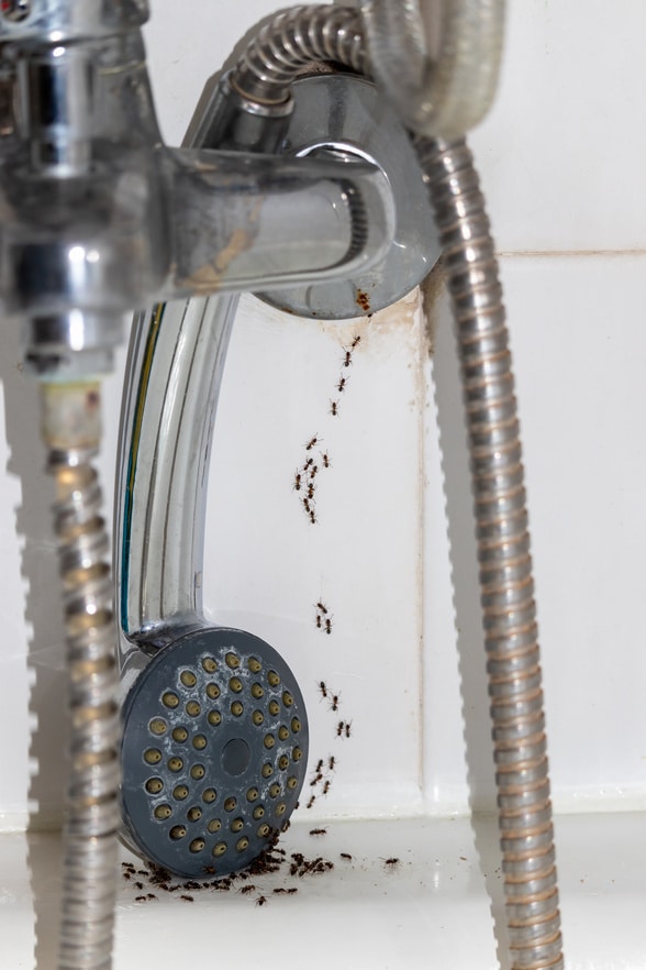 Ants can invade the bathroom so check for them when looking around the home.