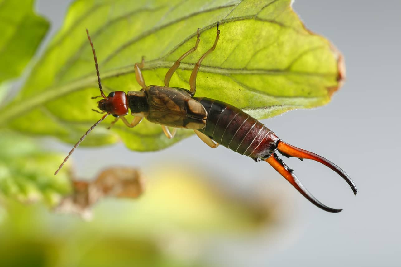 earwigs