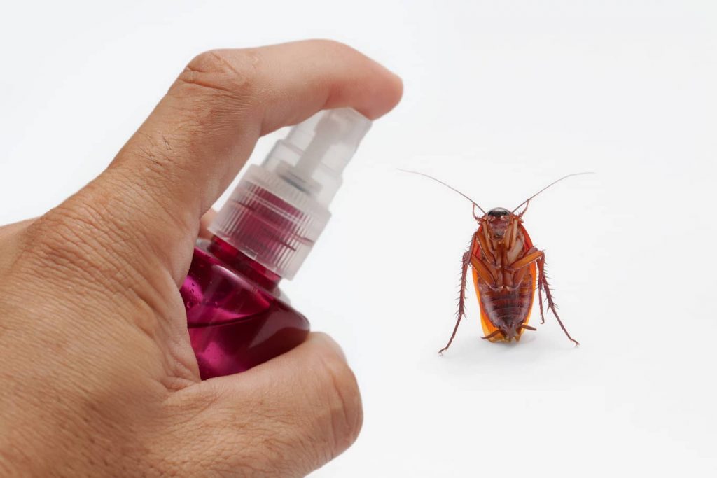 Essential oils can get rid of cockroaches.