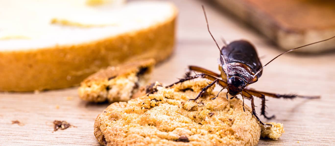 Roach in cabinet