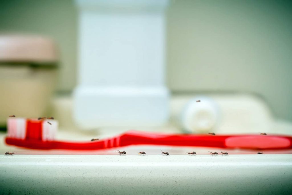 Ants on a toothbrush.