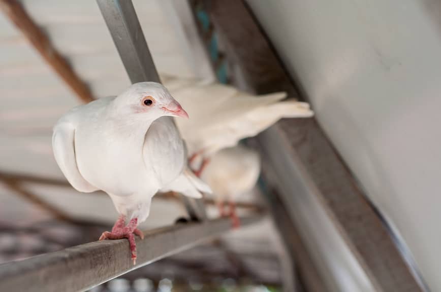 bird in attic