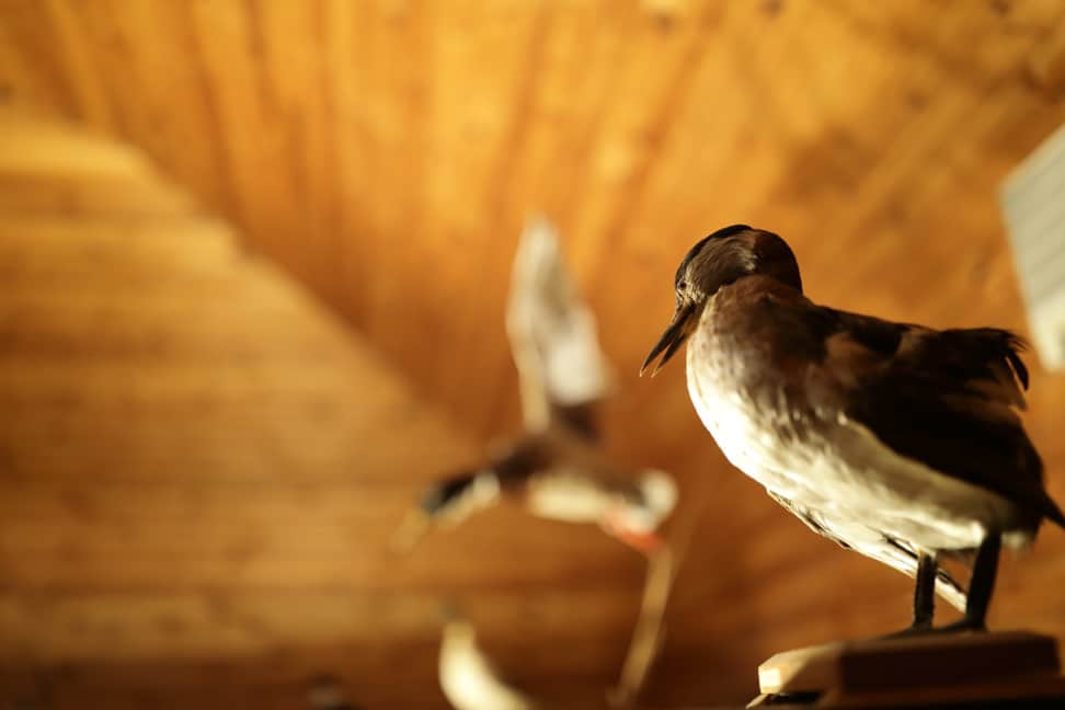 Birds in the attic.