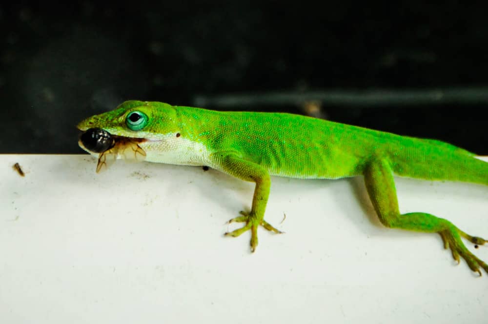 How to Get Rid of Lizards Like Little Brown or Green Anoles