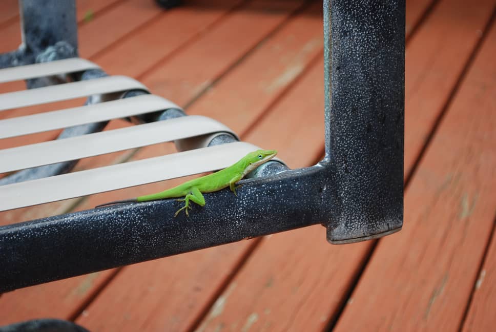 How To Get Rid Of Lizards On The Porch - All South Pest Control