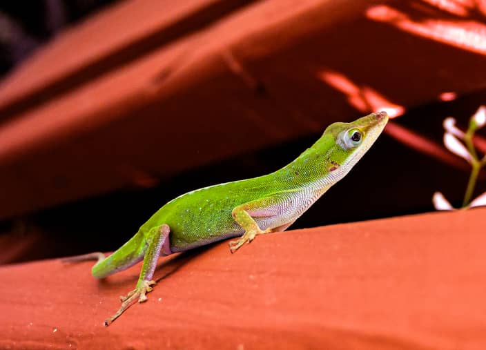 Lizard on a porch