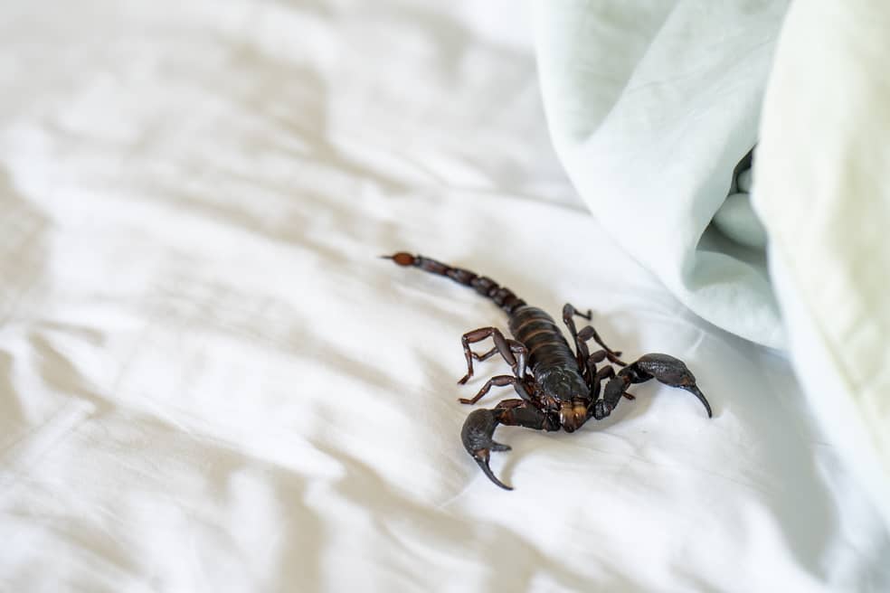 Scorpions like beds so they can hide.