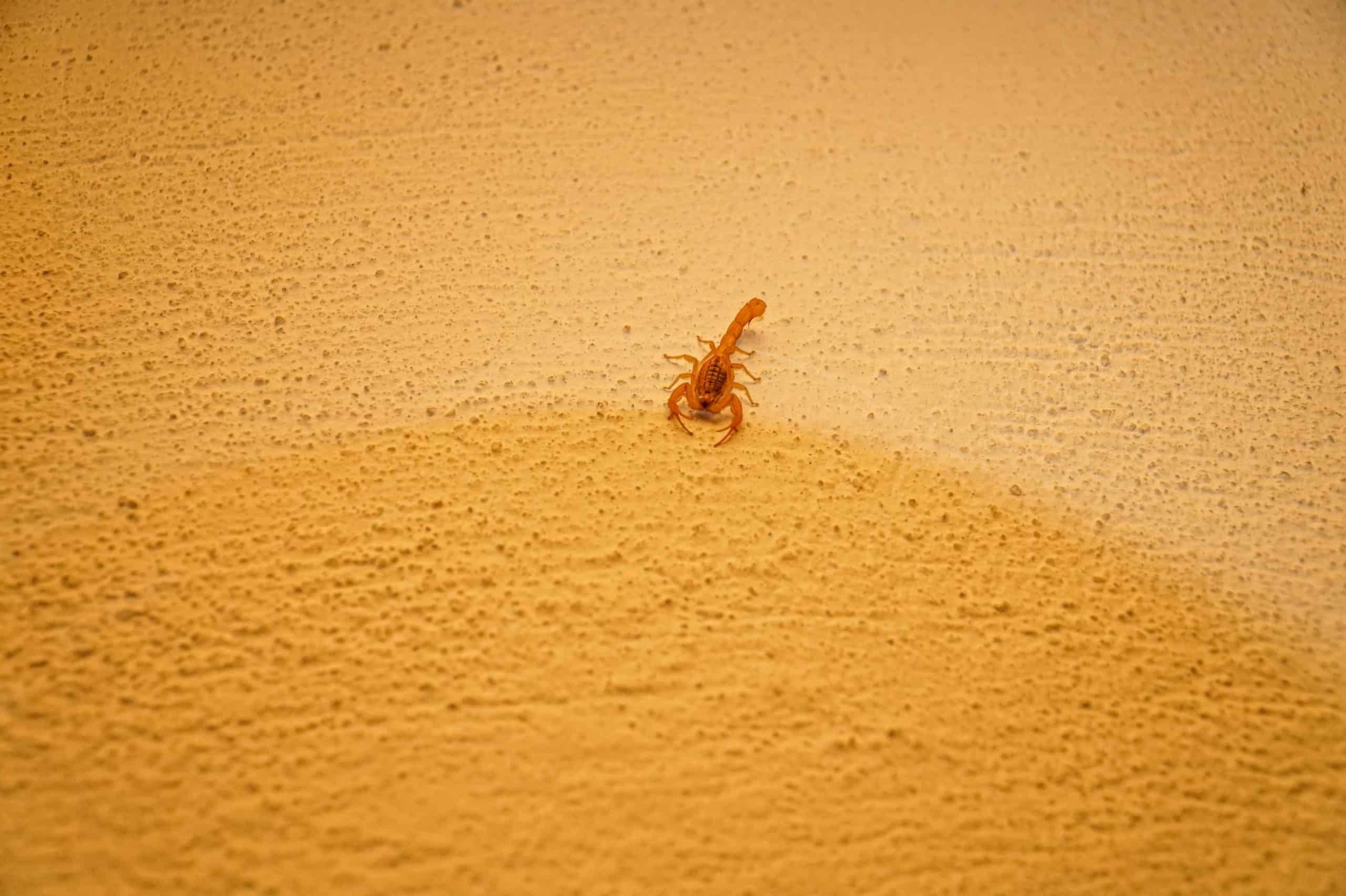 scorpion on a wall