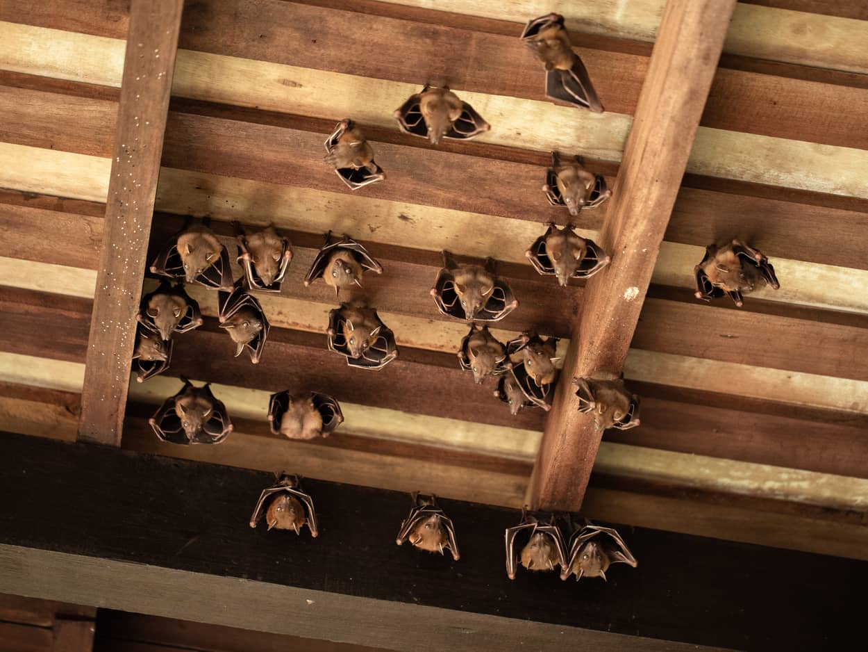 Bats in an attic.