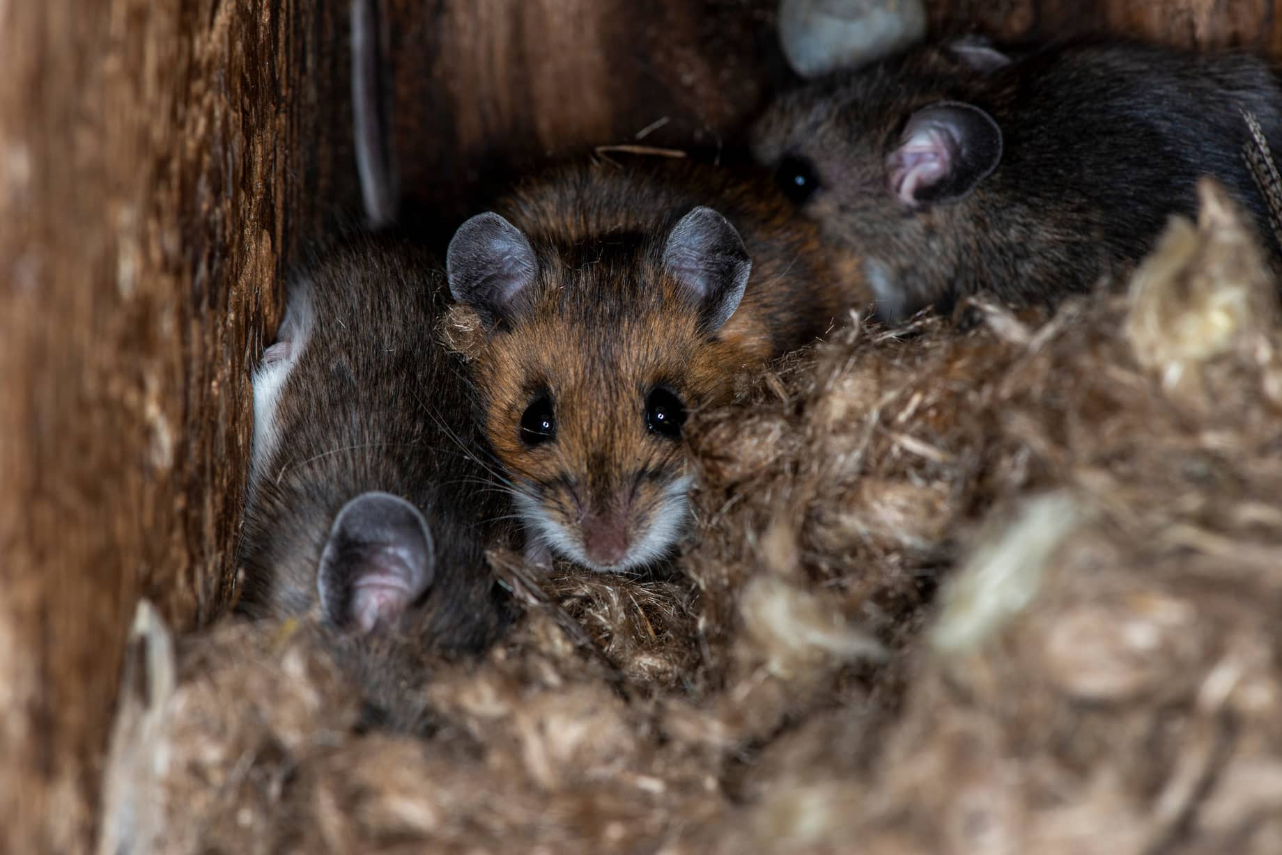 What Does A Rats Nest Look Like - All South Pest Control