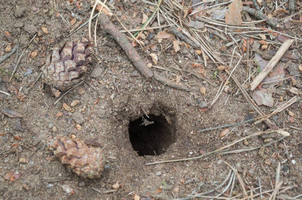 Rats also like to burrow.