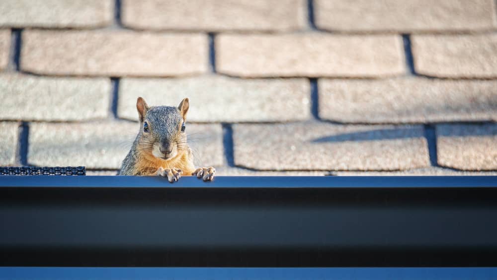 A squirrel in a gutter.