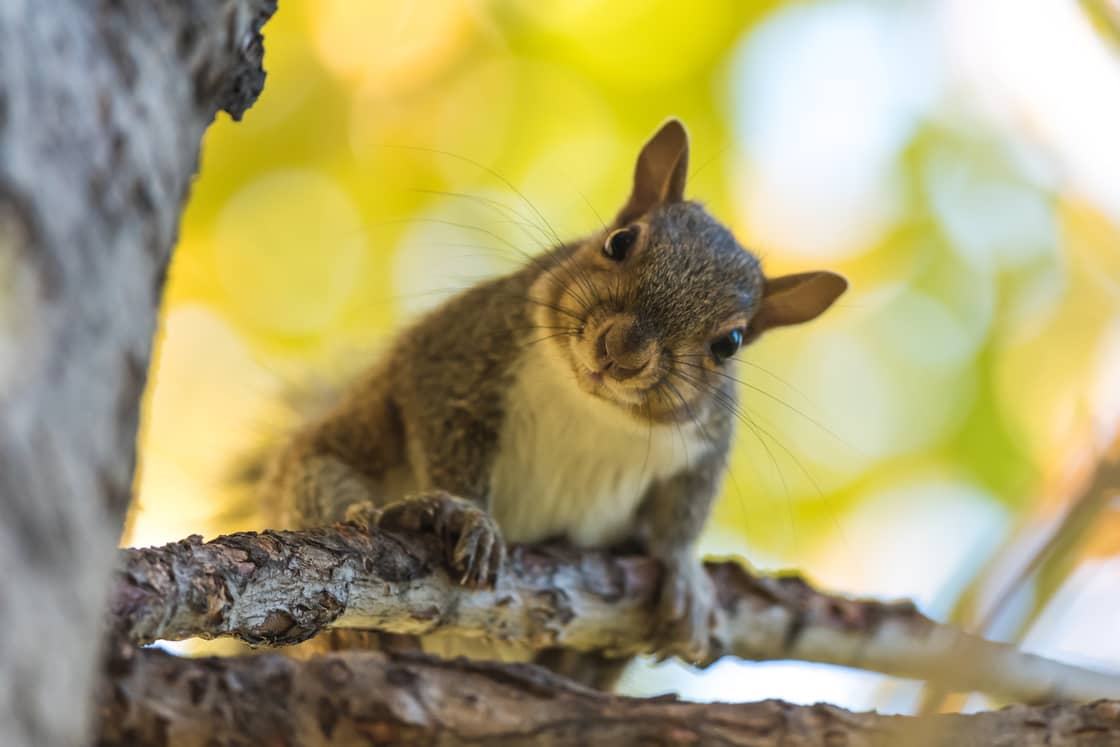 Squirrel in a tree.