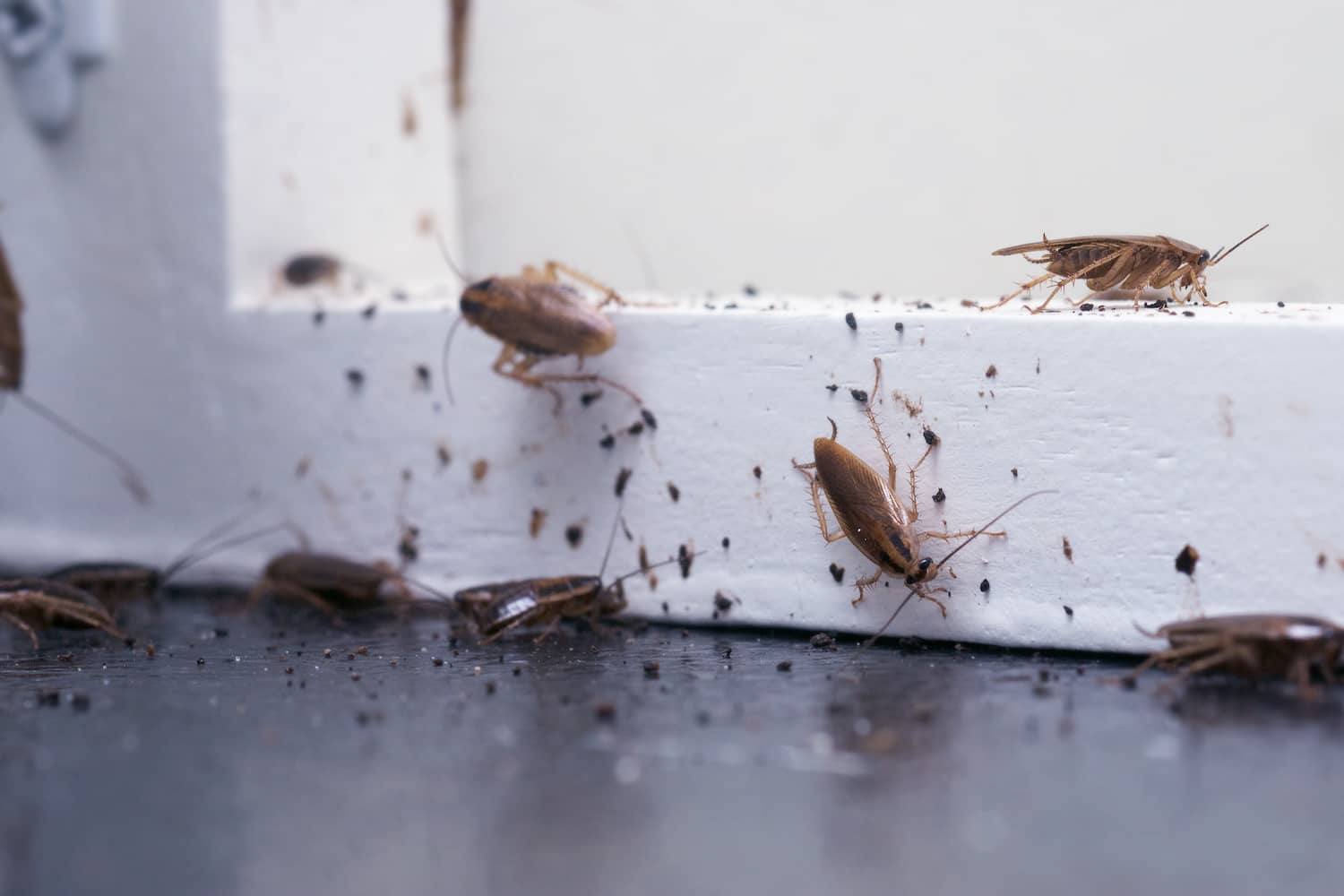 German Roach Treatment Atlanta, GA