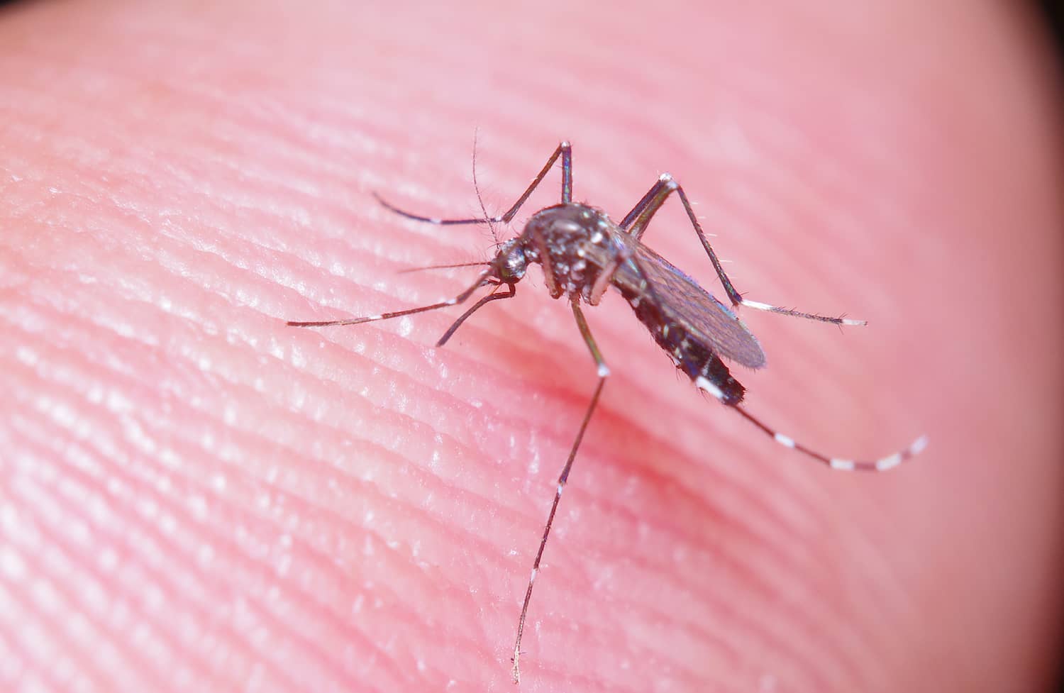 Mosquito Control
