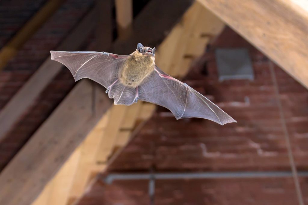 Bat flying in a room.