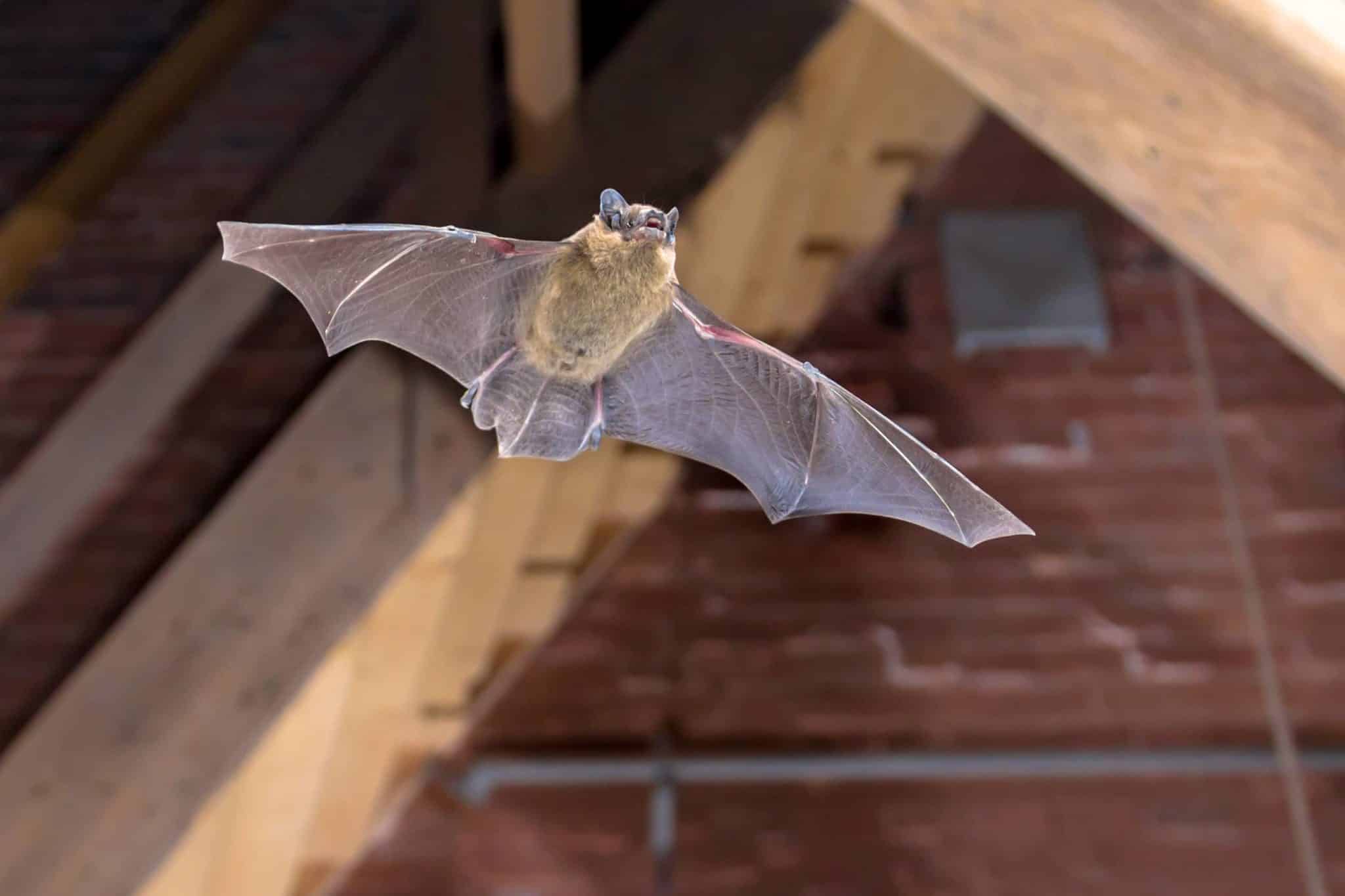 What Do Bat Bites Look Like All South Pest Control   Bat In A House 2048x1365 