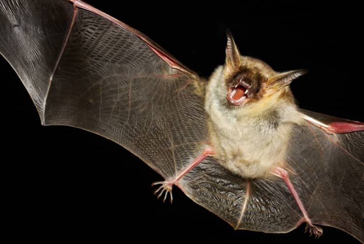 brown bat bite