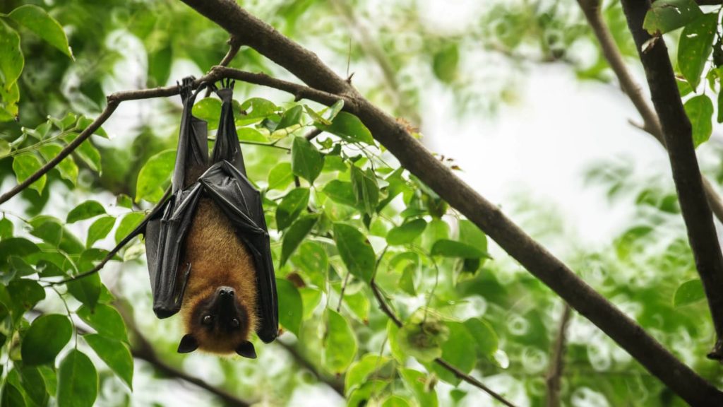 Bat hanging in a tree