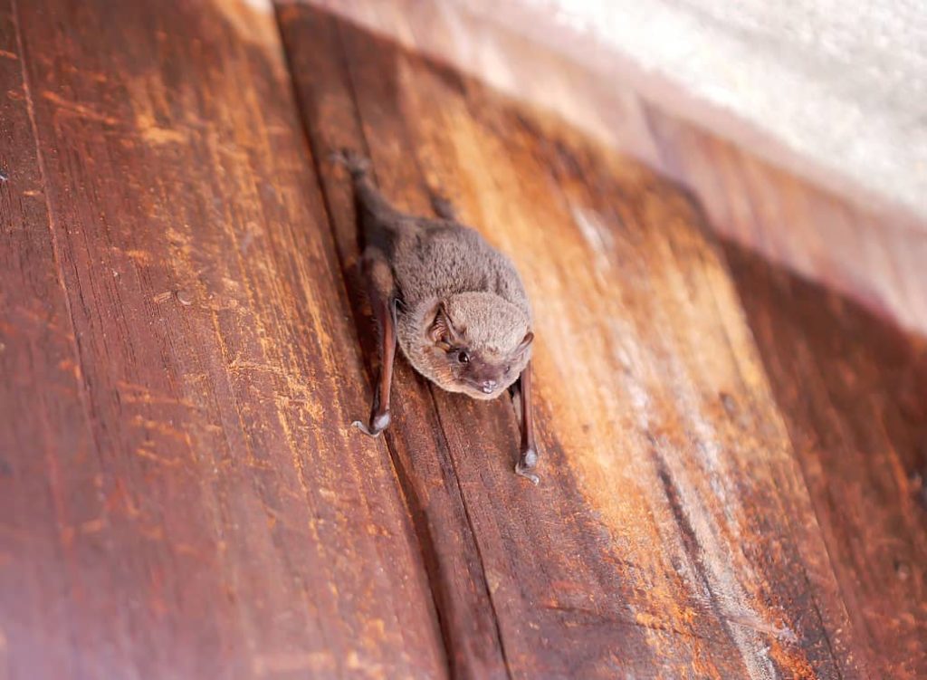 Bat on a wall