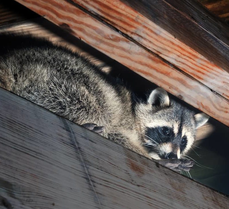 Raccoon in an attic