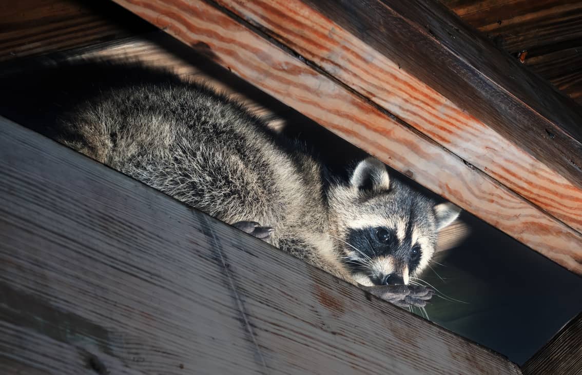 Raccoon in an attic