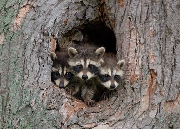 What Do Raccoon Nests Look Like - All South Pest Control