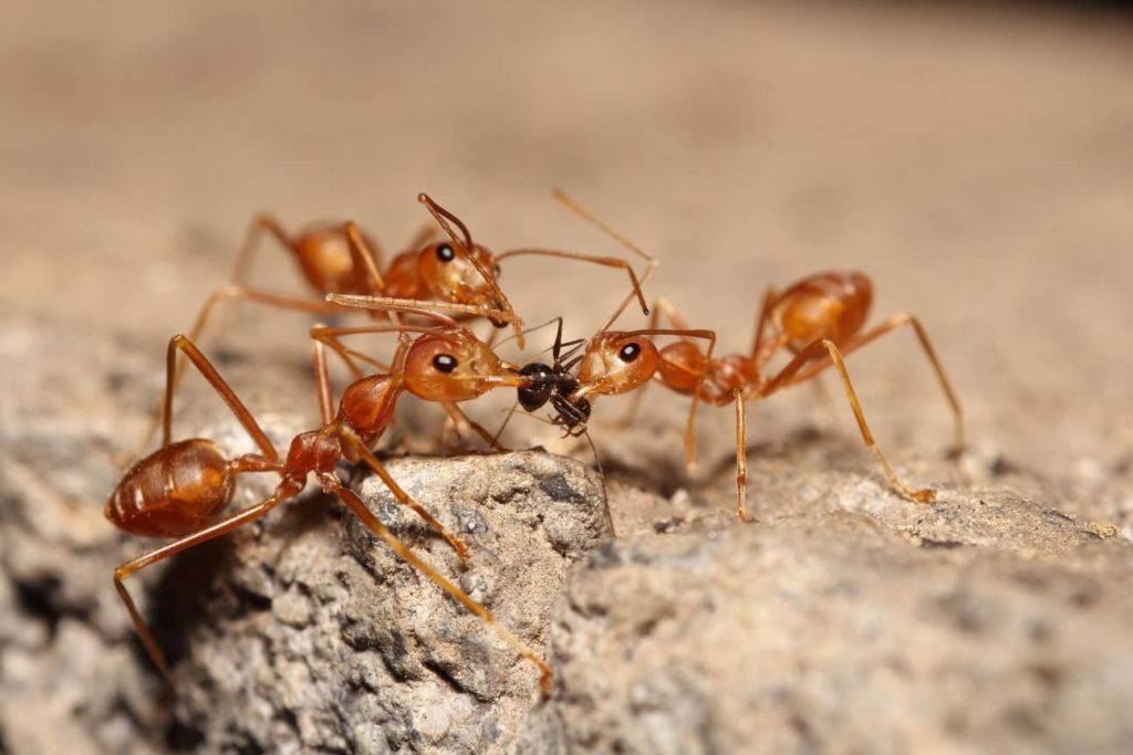 Ants on a mound.