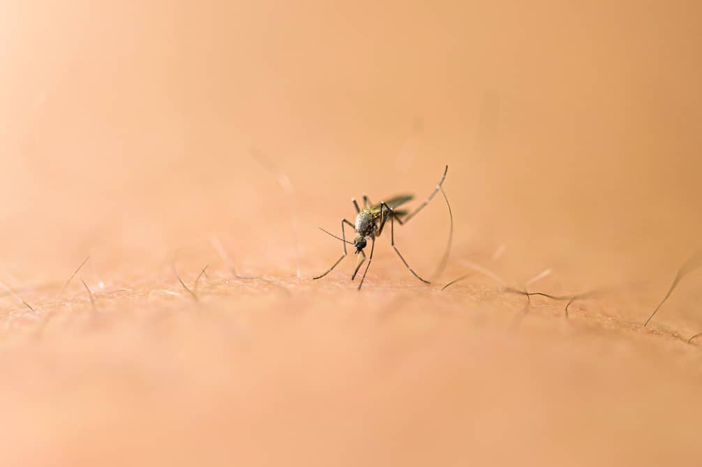 Female mosquitos likes to bite the skin of humans.