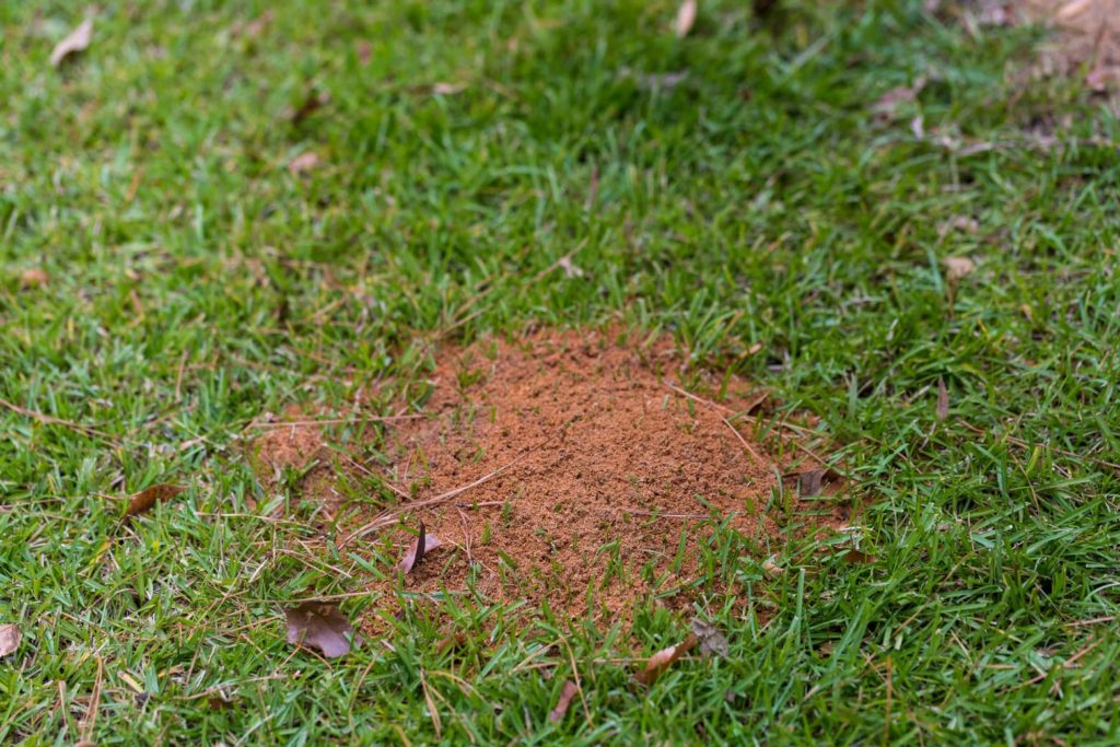 Fire ants make a mound outside.