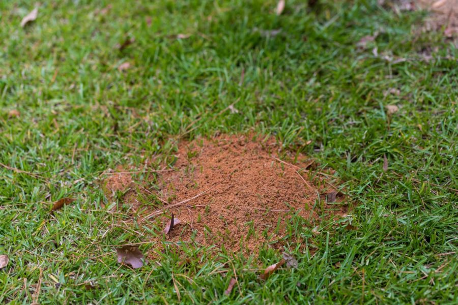 Do Sugar Ants Bite All South Pest Control