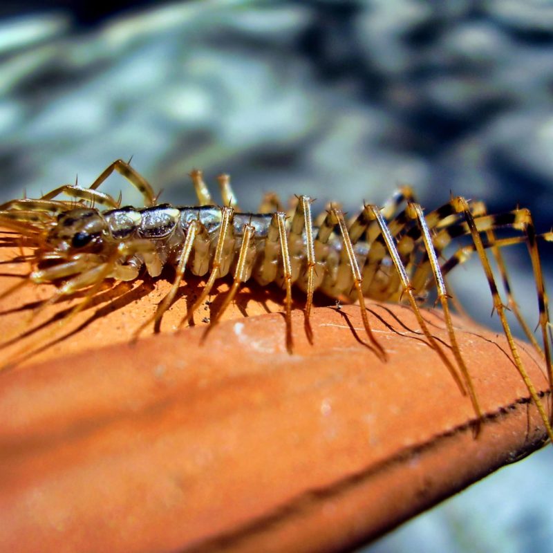 Centipede