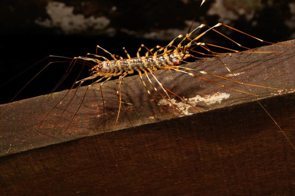 7 Ways To Keep Centipedes Out Of Your Bed All South Pest Control