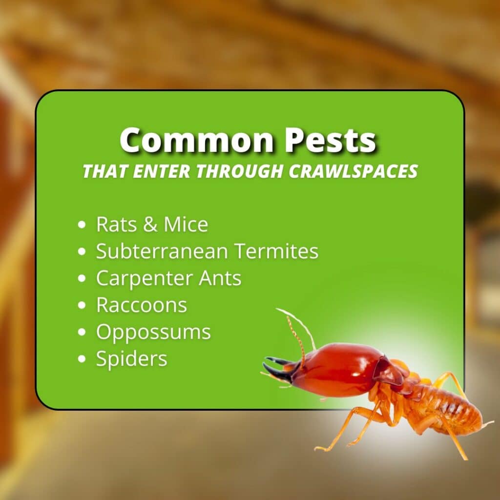 Infographic titled "Common Pests That Enter Through Crawlspaces" listing rats and mice, subterranean termites, carpenter ants, raccoons, opossums, and spiders, with an image of a subterranean termite.