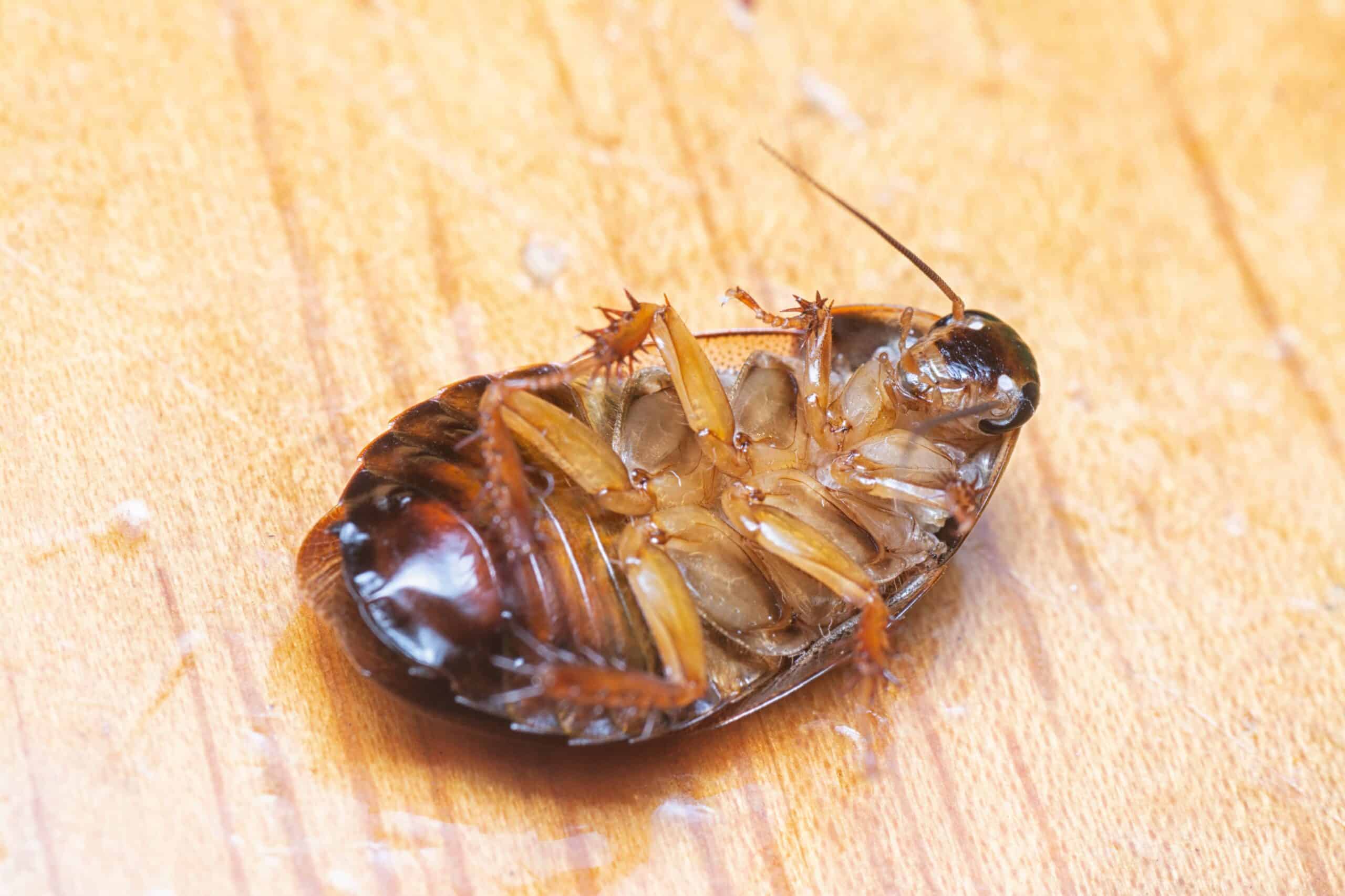 brown banded cockroach nymph