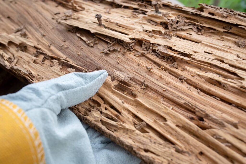 Drywood termites like wood.