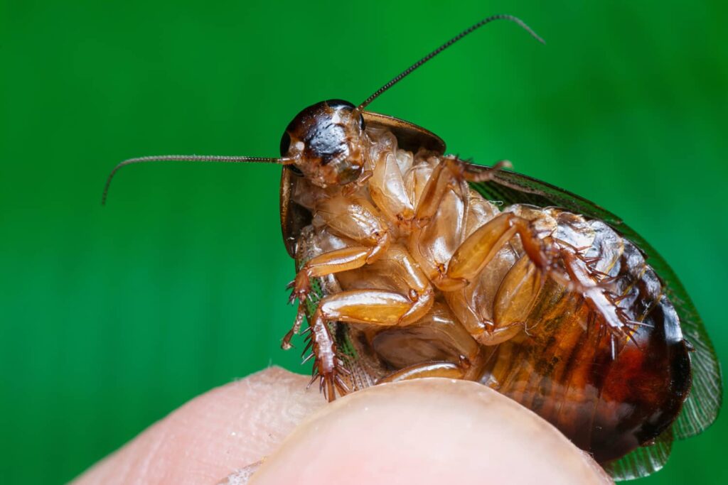 Roach in a home. They can multiply and create an infestation.