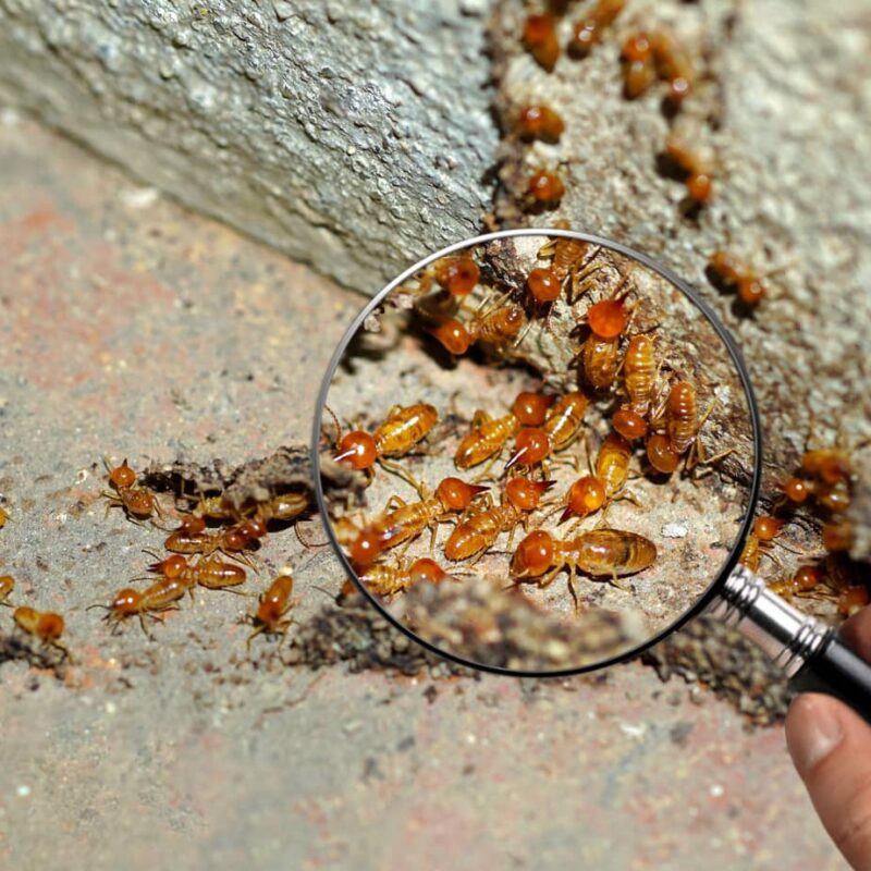 termites on the ground