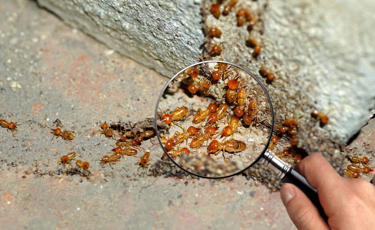 termites on the ground