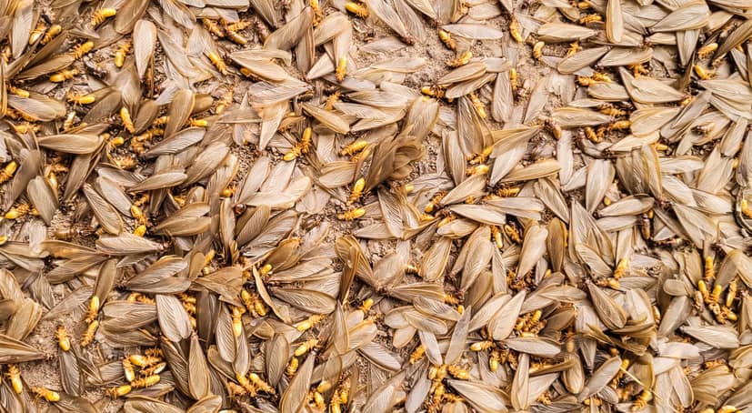 Winged termites lose their wings after mating.