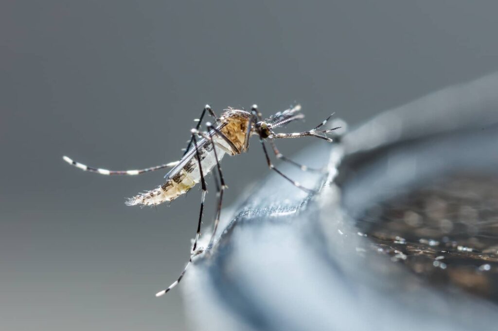 Newborn mosquito on a bird bath